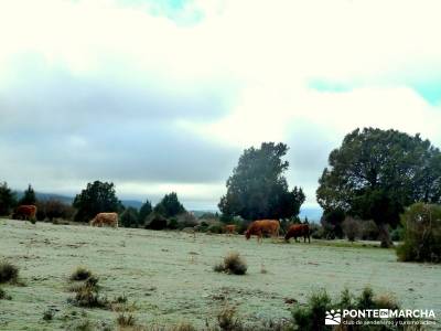 Acebos Montes Carpetanos; fin de semana senderismo; clubs montaña madrid